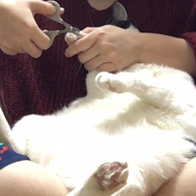 밑에 확대범 냥이 일상 사진이요 ㅋㅋㅋ | 인스티즈