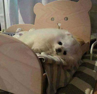 강아지에게 침대를 사줬더니.. | 인스티즈