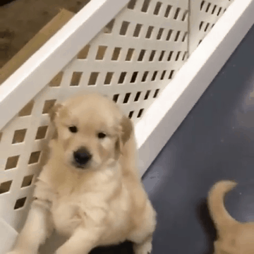 인절미 파티.gif | 인스티즈