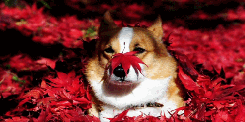 웰시코기의 사계절 | 인스티즈