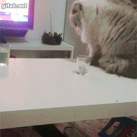 냥아치들.gif | 인스티즈