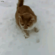 냥아치들.gif | 인스티즈