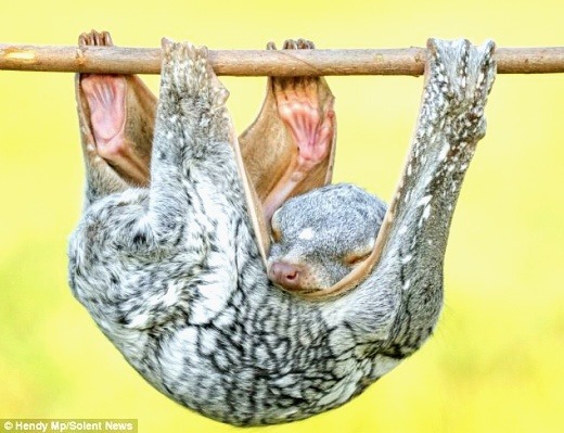 당신이 처음 봤을 수도 있는 희귀동물들 | 인스티즈