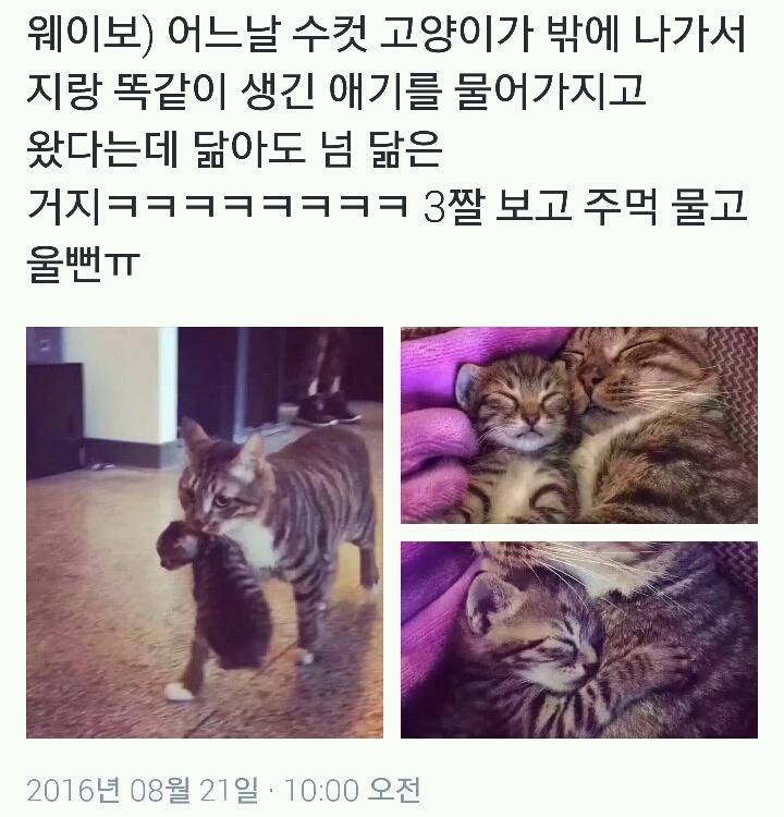 수컷 고양이가 지랑 똑같이 생긴 애기를 물어옴.twt | 인스티즈
