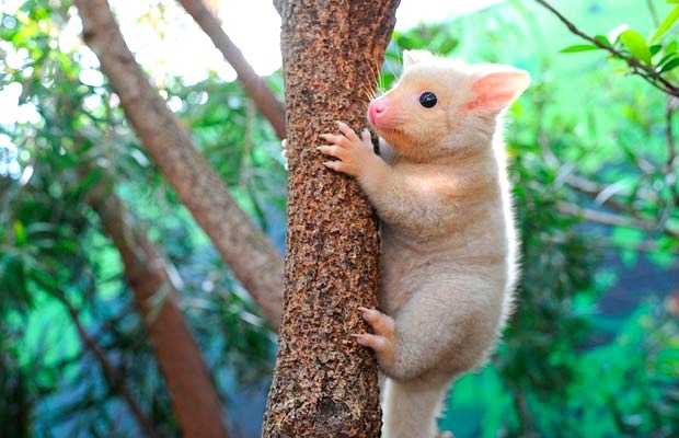 당신이 처음 봤을 수도 있는 희귀동물들 | 인스티즈