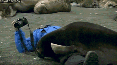 인간껴안기를 시도하는 물개 | 인스티즈