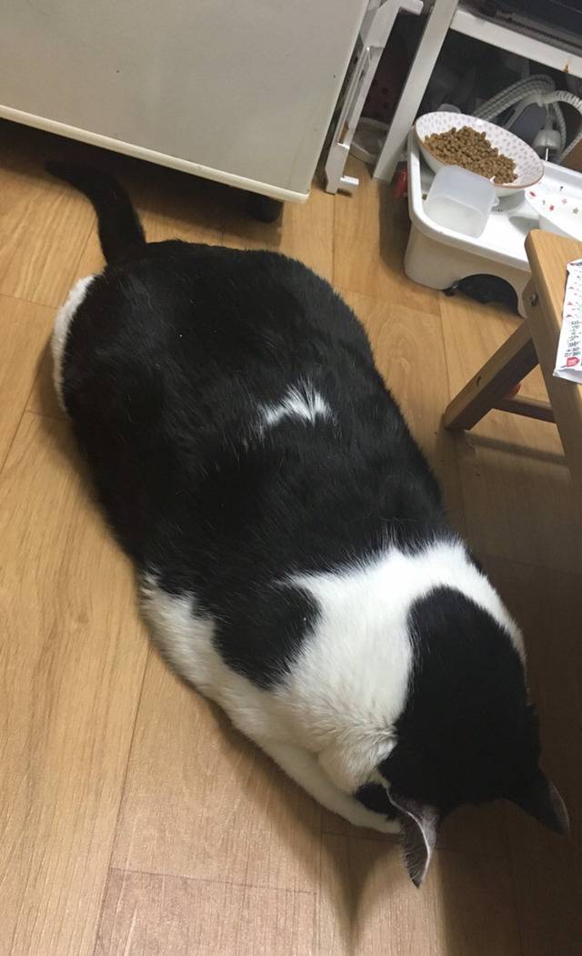 밑에 확대범 냥이 일상 사진이요 ㅋㅋㅋ | 인스티즈