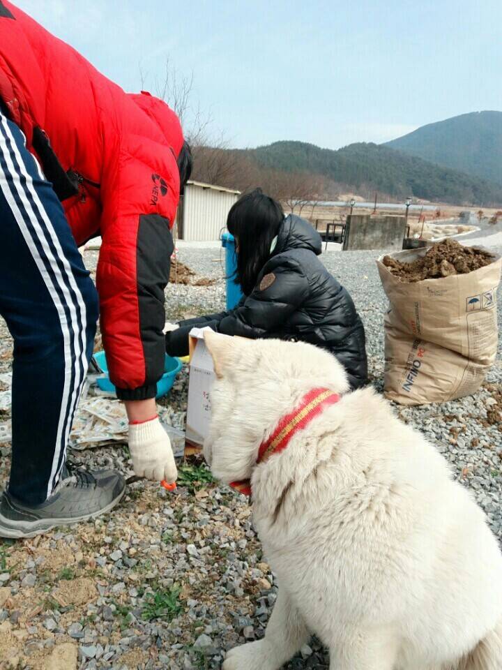 2월19일 일요일. 개소주가 되어버린 나의 가족 매실이를 예쁜매실나무로 만들어 보내주었습니다 | 인스티즈