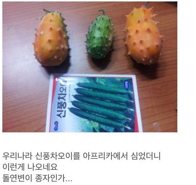 아프리카에 한국 오이를 심었더니 | 인스티즈