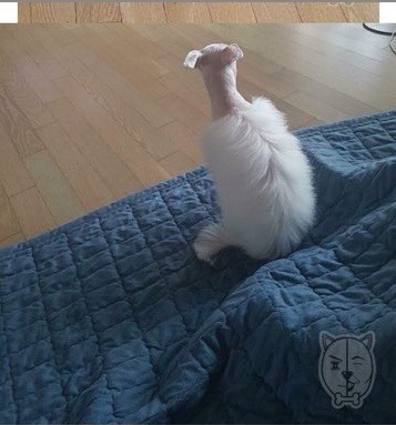 강아지 미용하면서 등 조금만 남겨달라고 했는데... | 인스티즈