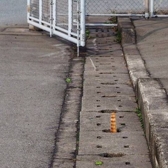 구멍속으로 들어가는 고양이들 | 인스티즈