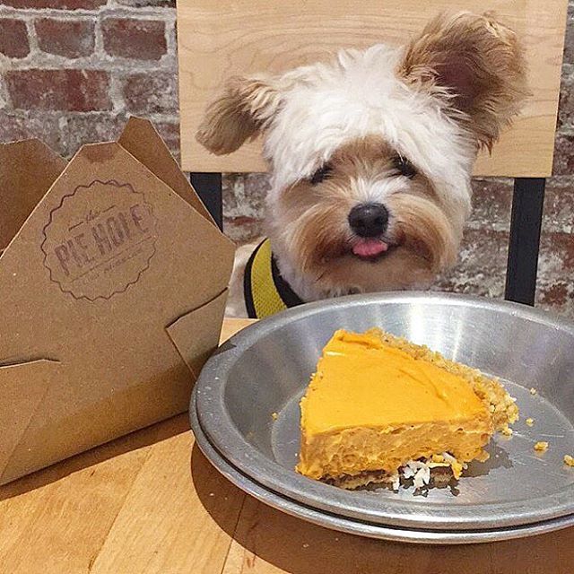 미식가 강아지 뽀빠이 | 인스티즈