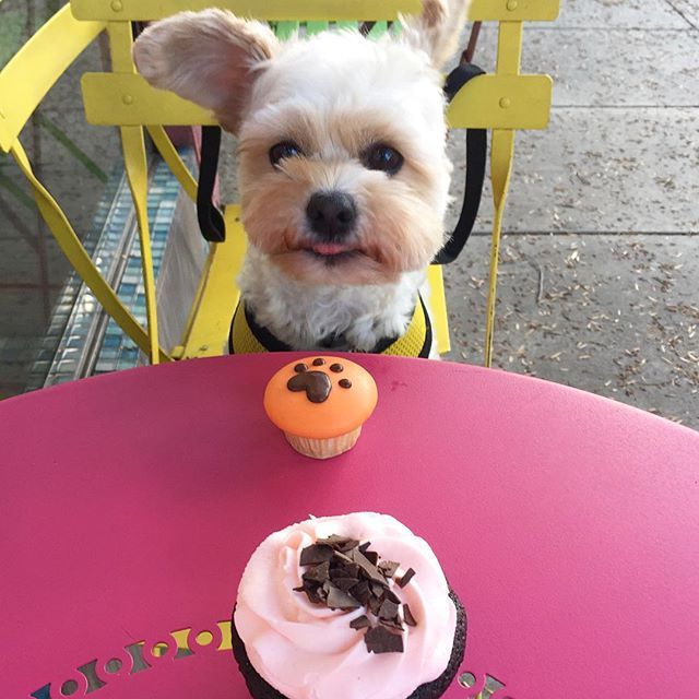 미식가 강아지 뽀빠이 | 인스티즈