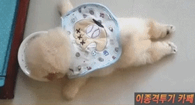 강아지.gif (심장주의) | 인스티즈