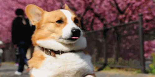 웰시코기의 사계절 | 인스티즈