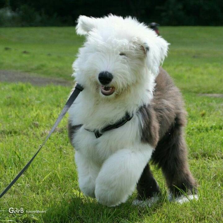 올드 잉글리쉬 쉽독으로 힐링 | 인스티즈