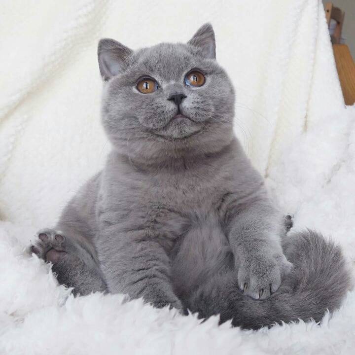 영국 토종고양이 | 인스티즈