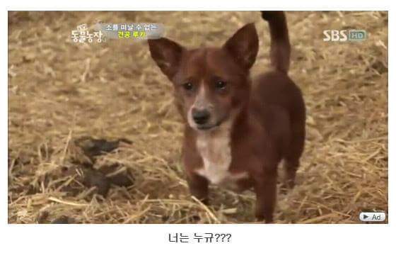 소를 어미라고 생각하는 강아지 | 인스티즈