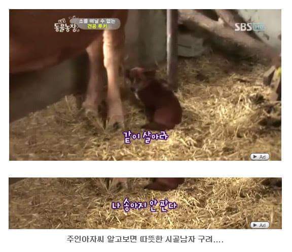소를 어미라고 생각하는 강아지 | 인스티즈