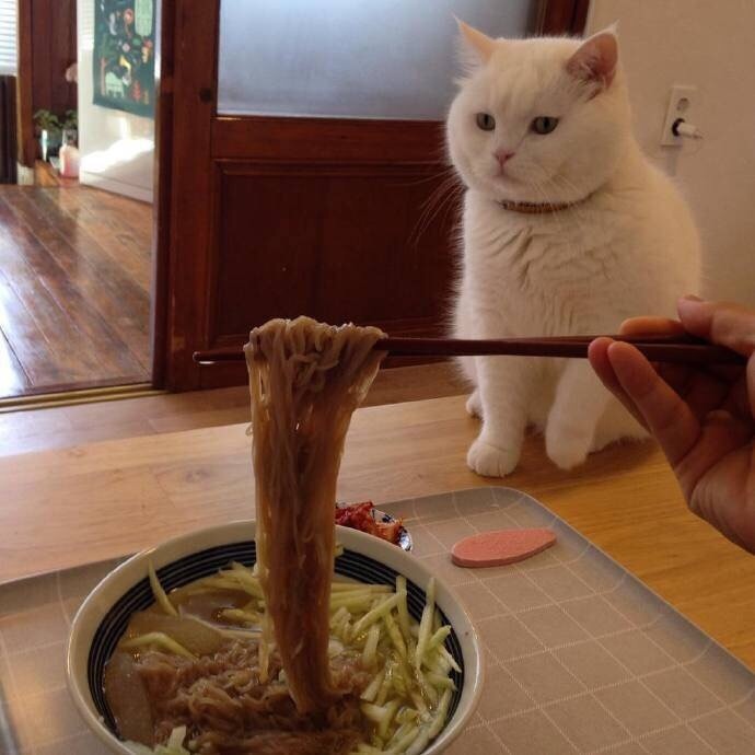 그림의 떡 앞의 야옹이 | 인스티즈