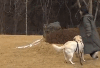 개한테도 호구취급당하는 AOA 민아.gif | 인스티즈