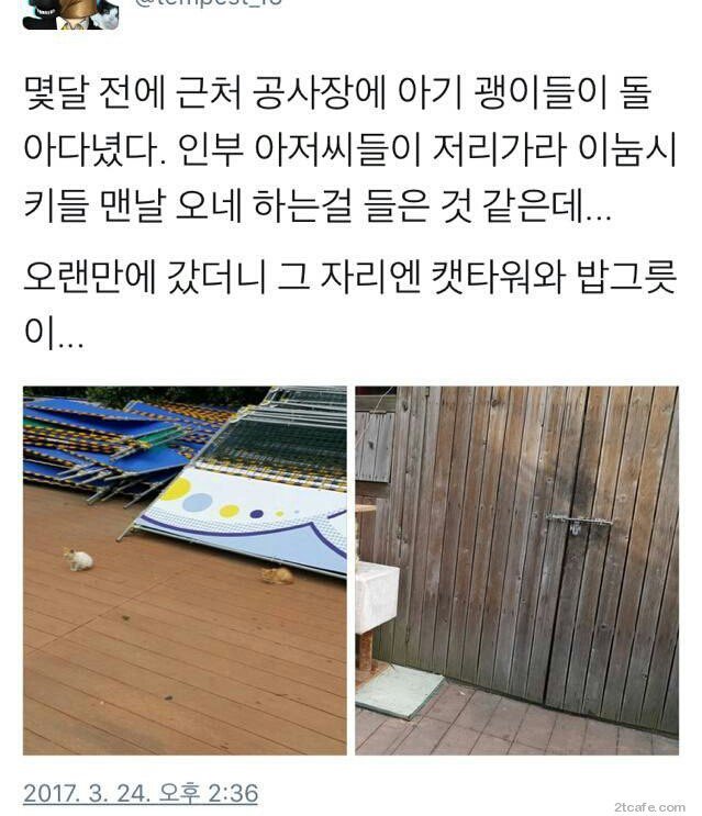 공사장에 고양이가 돌아다녀서 화난 아저씨들 | 인스티즈
