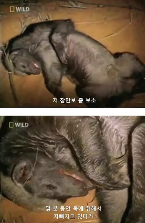 벌꿀오소리는 x도 신경 안쓴다구 | 인스티즈