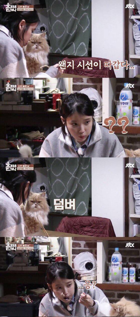 아이유 밥먹는데 부담스럽게 쳐다보는 고양이 | 인스티즈