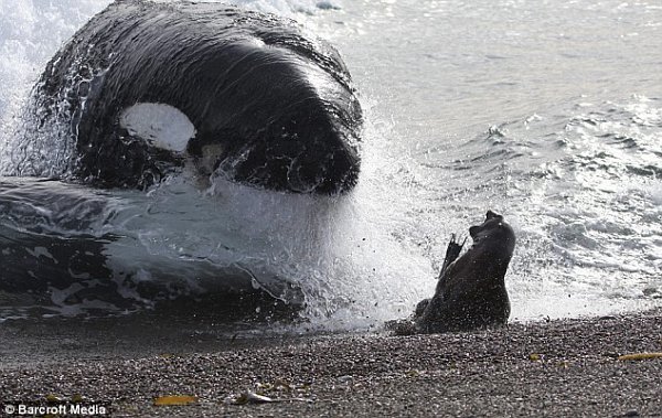 바다 가면 흔하게 볼 수 있는 한 덩치 하는 것들 | 인스티즈