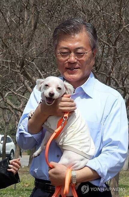 개들에게 있어서 마약 같은 문재인의 손터치.jpg | 인스티즈