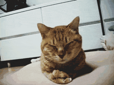 아침부터 냥이.gif | 인스티즈