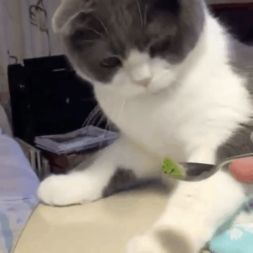 맛 보는 냥이.gif | 인스티즈