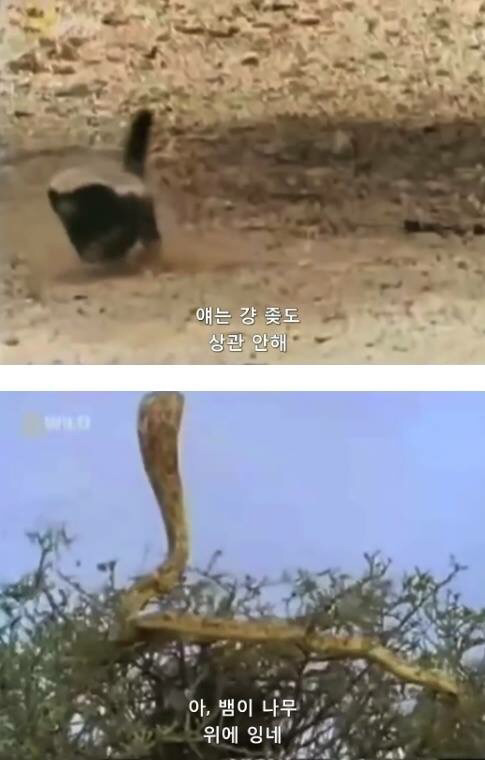 벌꿀오소리는 x도 신경 안쓴다구 | 인스티즈