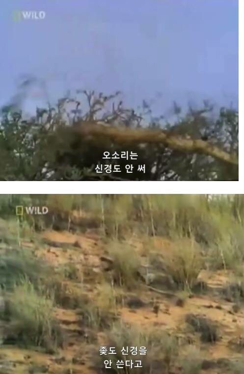 벌꿀오소리는 x도 신경 안쓴다구 | 인스티즈