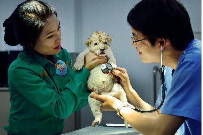 건강검진 받는 에버랜드 아기사자와 기린 | 인스티즈