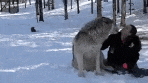 애교 부리는 늑대.gif | 인스티즈