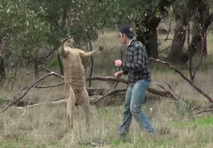 개에게 헤드락 걸고 있는 캥거루와 맨손으로 맞짱 뜬 사육사.gif | 인스티즈