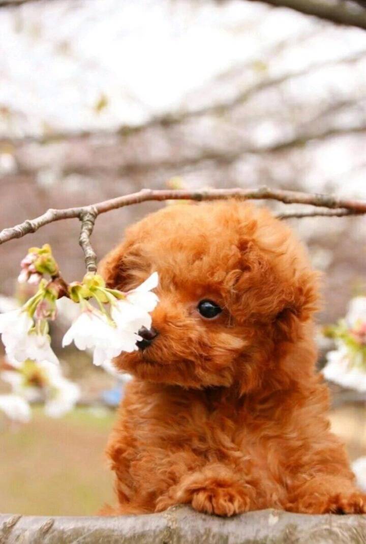 꽃냄새맡는 강아지 | 인스티즈