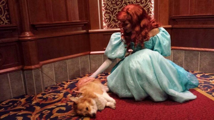 주인 잃어버린 강아지 돌봐주는 디즈니랜드 직원들 | 인스티즈