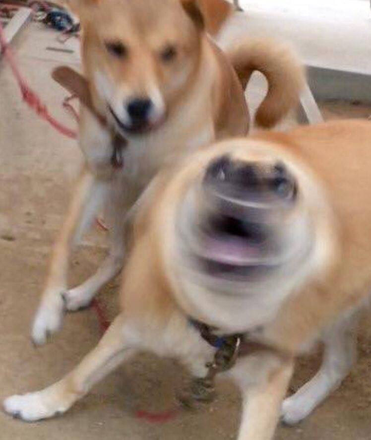 귀여운 동물 칭구칭구들 | 인스티즈