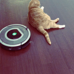 로봇청소기 vs 고양이 | 인스티즈