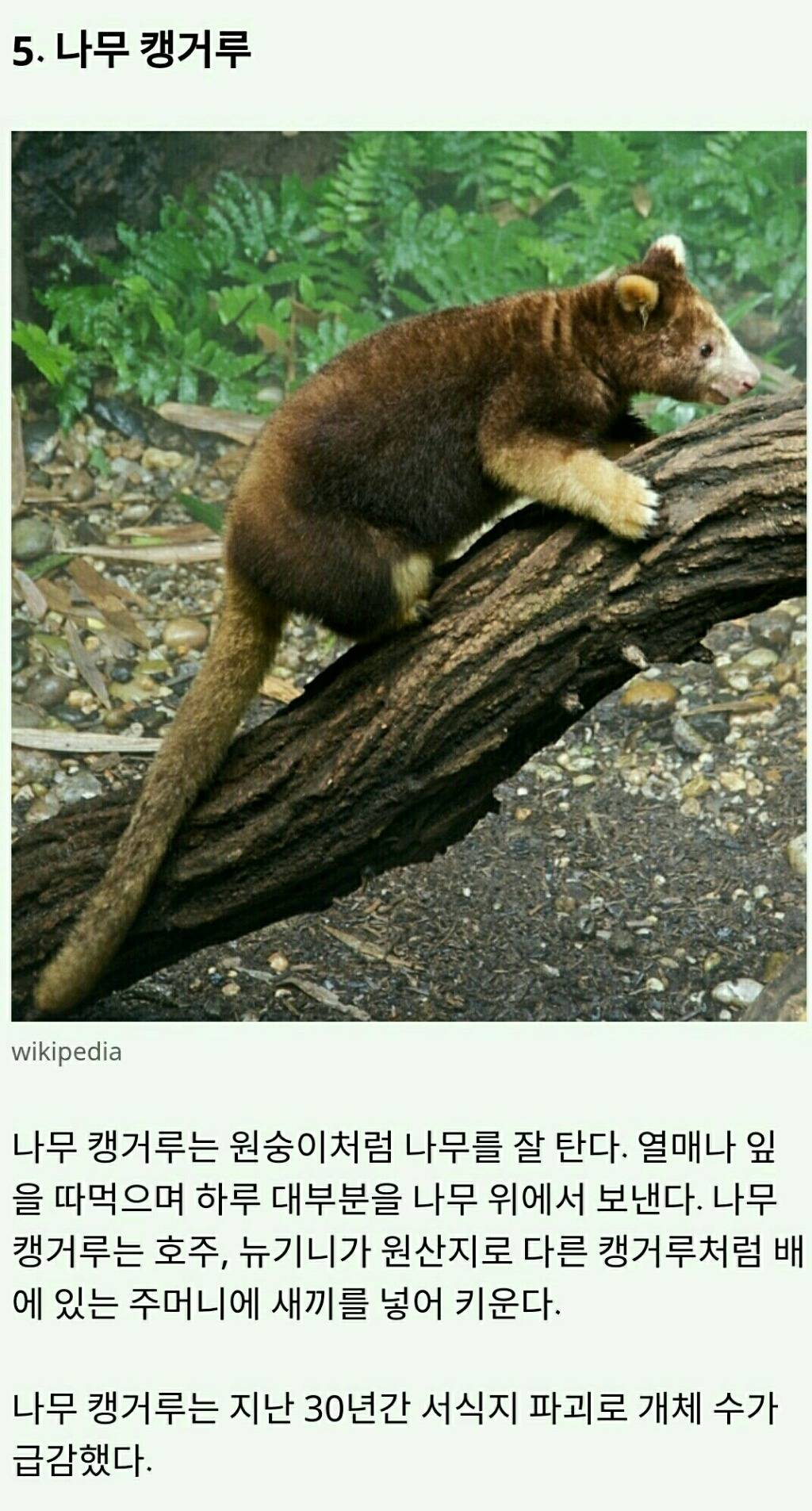 멸종위기에 놓인 귀여운 동물 10가지 | 인스티즈