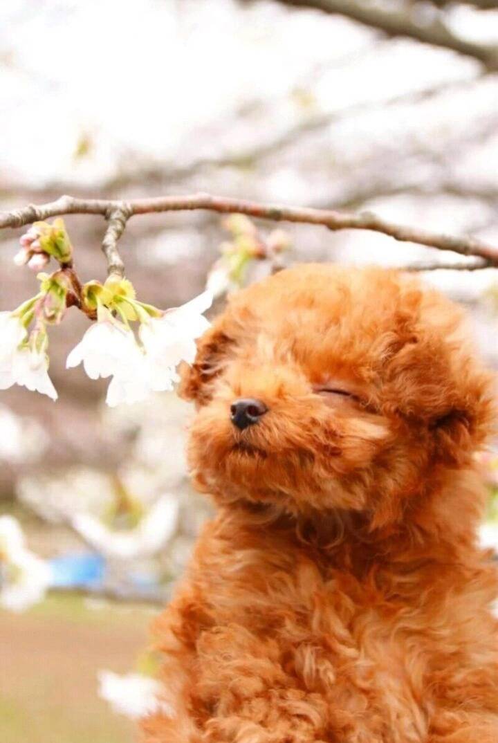 꽃냄새맡는 강아지 | 인스티즈