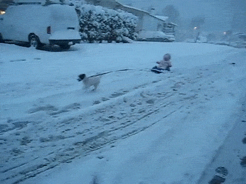 작정하고 귀엽고 사랑스러운 아기와 강아지 모음(심장녹아내림주의) | 인스티즈