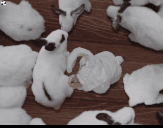 트와이스 애완동물 토끼 다현.gif | 인스티즈