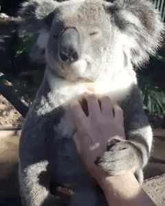 코알라.gif | 인스티즈