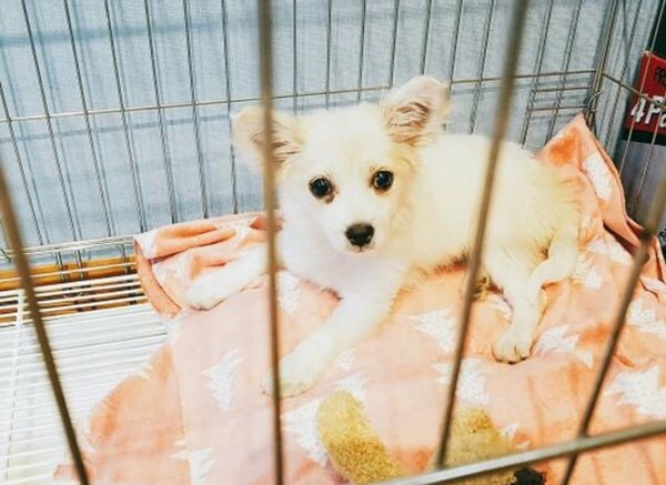 유기견 순님이의 평생 가족이 되실 분을 찾습니다 | 인스티즈