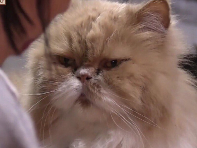 아이유 밥먹는데 부담스럽게 쳐다보는 고양이 | 인스티즈