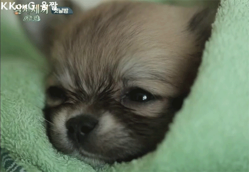 누가 뭐래도 이 구역의 주인은 댕댕이 | 인스티즈