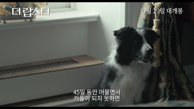 커플이 되지못한 자는 동물이 된다 [더랍스터] | 인스티즈